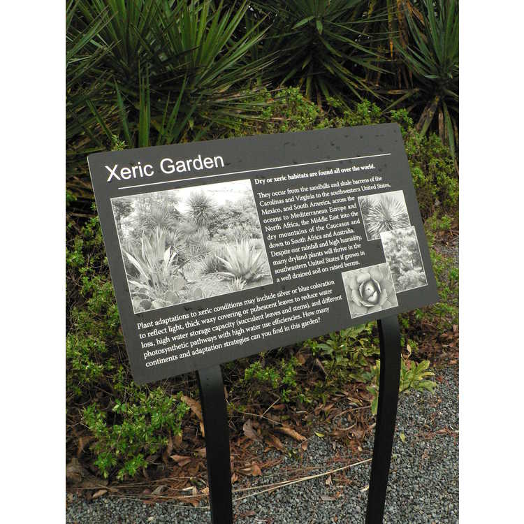 Xeric Garden