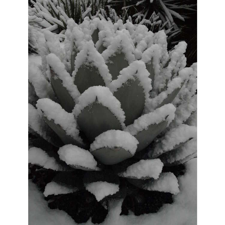 Agave parryi 'J.C. Raulston'