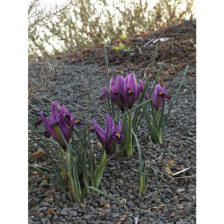 Iris [Reticulata Group] 'J. S. Dijt' - netted iris