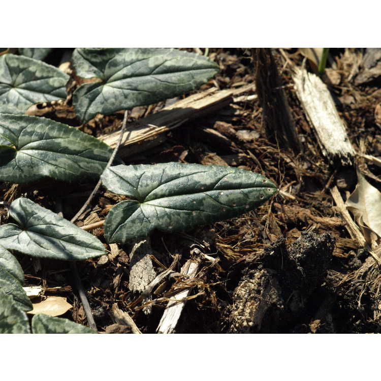 <em>Cyclamen hederifolium</em> 'Silver Arrow'