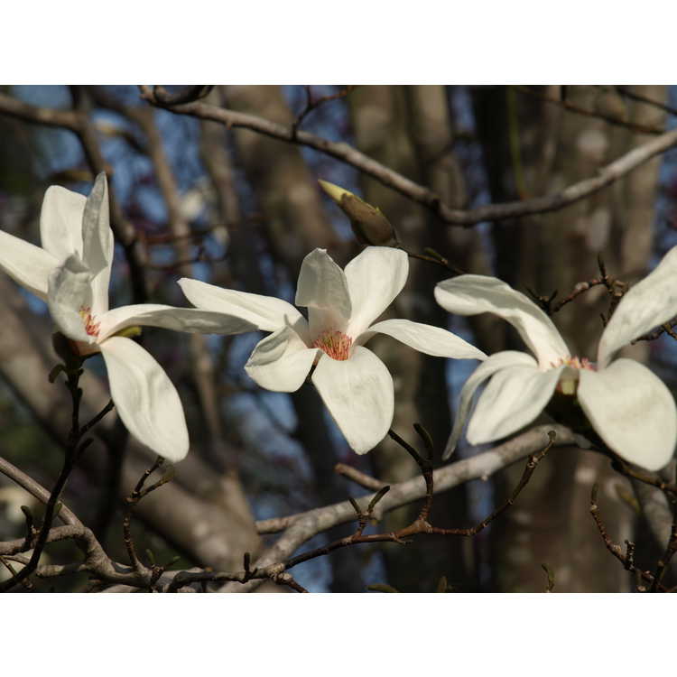 Magnolia ×kewensis 'Wada's Memory'