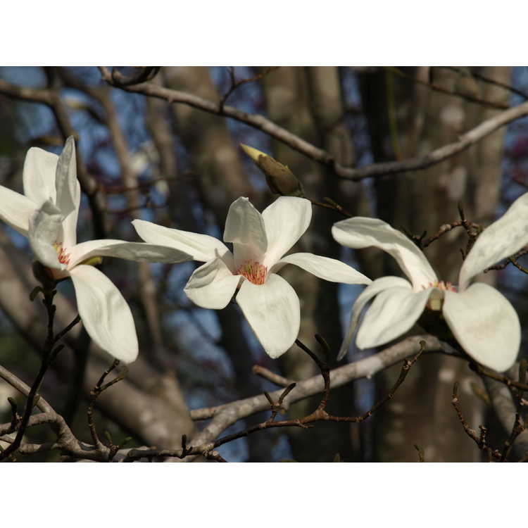 Magnolia ×kewensis 'Wada's Memory' - Kew magnolia