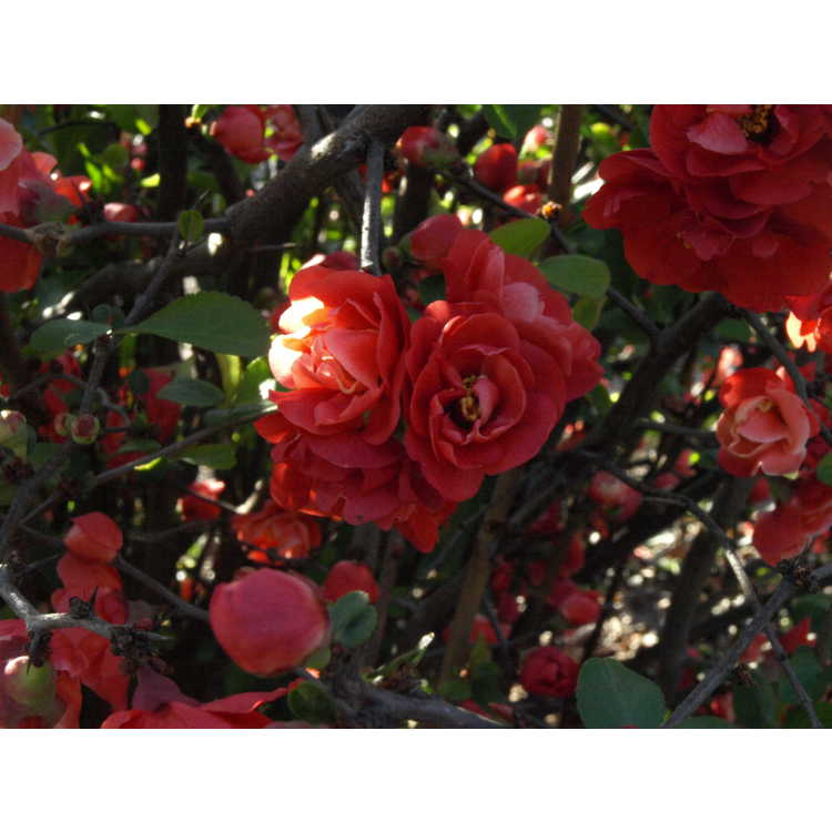 Chaenomeles speciosa 'Red Charlet' - flowering quince