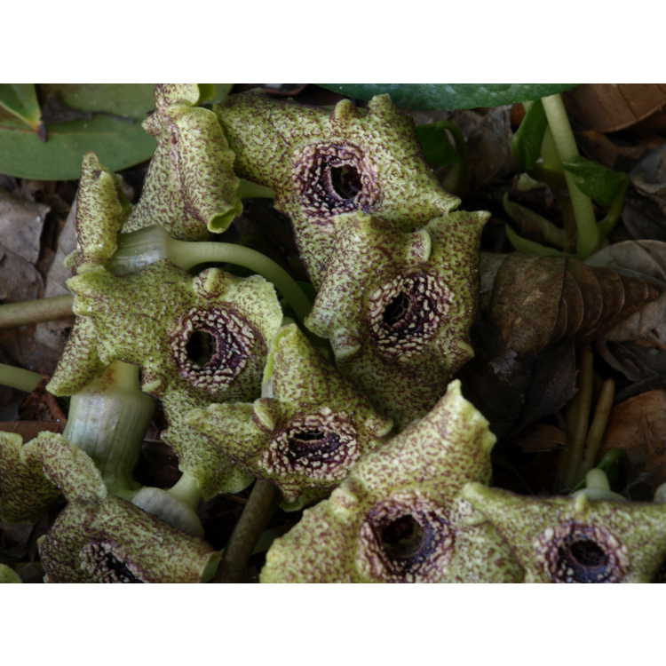 Asarum hirsutisepalum 'Sarlacc' - Yakushima wild-ginger