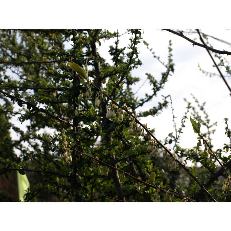 Halesia parviflora