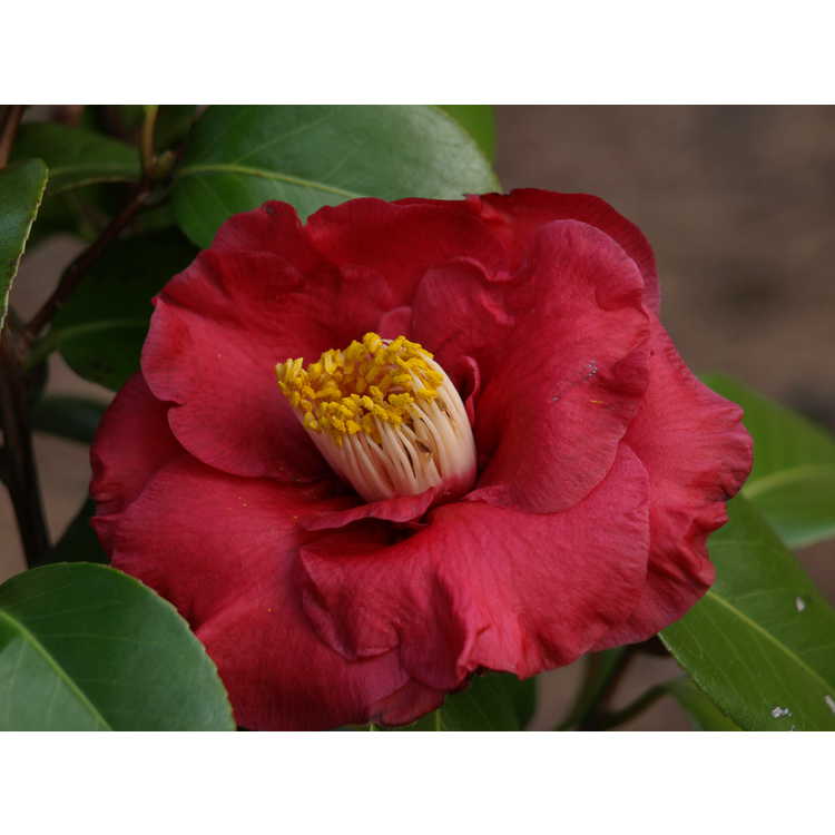 Camellia japonica Dr. J.C. Raulston