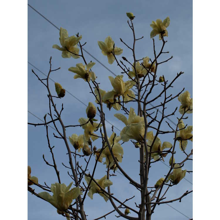 Magnolia 'Sun Ray'