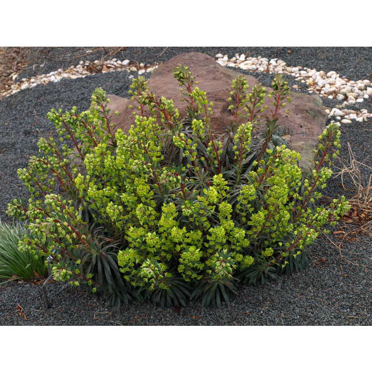 Euphorbia 'Canyon Gold' - spurge