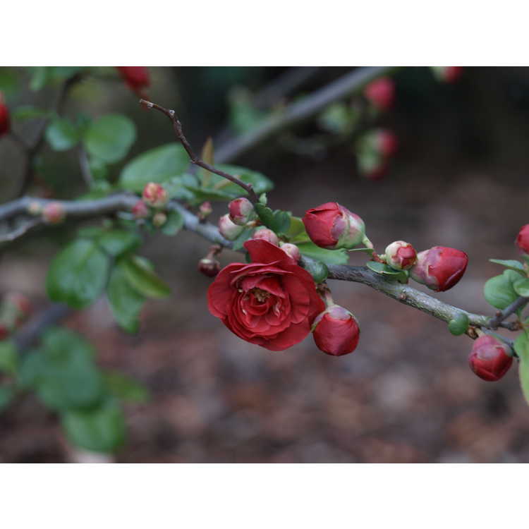 Chaenomeles 'Dragon's Blood' - Japanese flowering quince