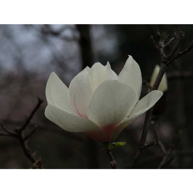 Magnolia 'Sayonara' - Gresham hybrid magnolia
