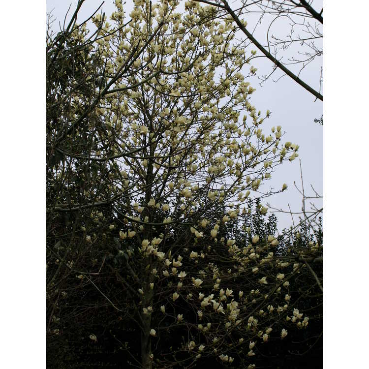 Magnolia 'Yellow Fever' - yellow magnolia