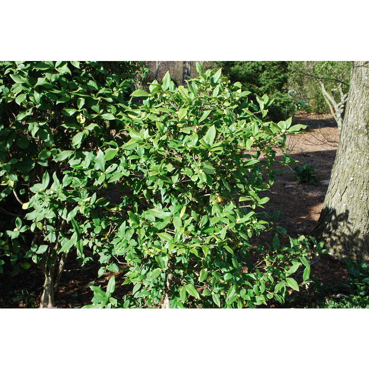 Pittosporum illicioides - anise-leaf pittosporum