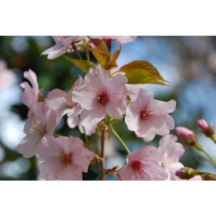 Prunus sargentii 'S. Edward Muller' - upright Sargent's cherry