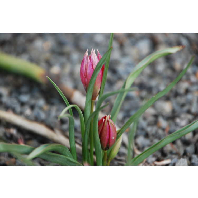 Tulipa 'Little Beauty' - tulip