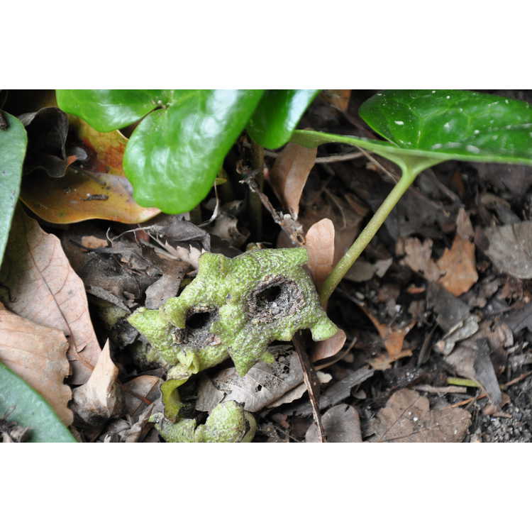 Asarum hirsutisepalum 'Sarlacc' - Yakushima wild-ginger