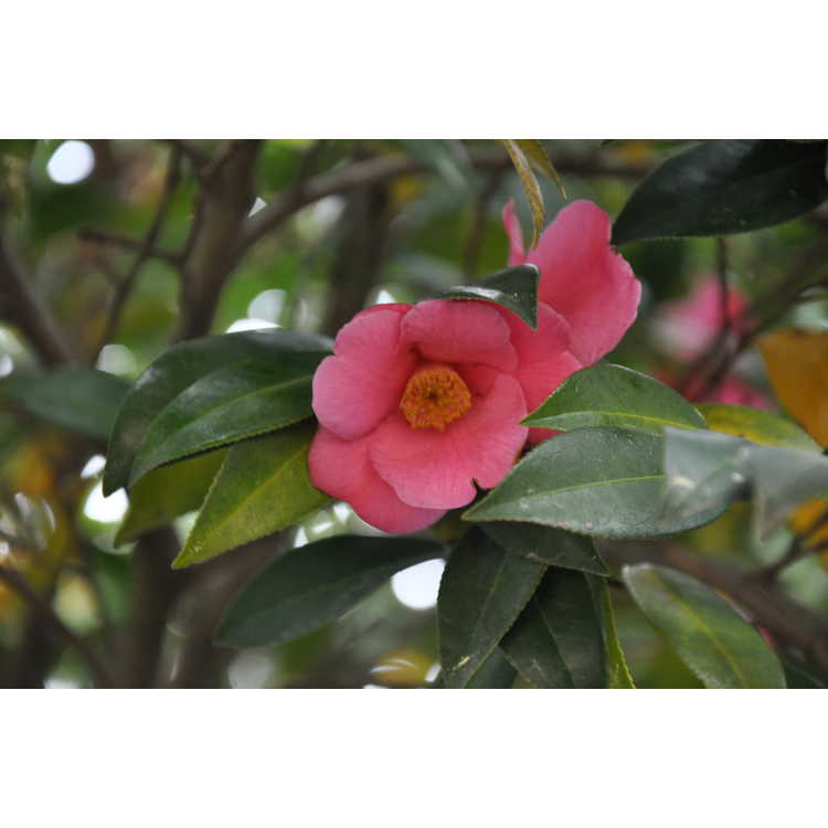 Camellia williamsii Mary Christian