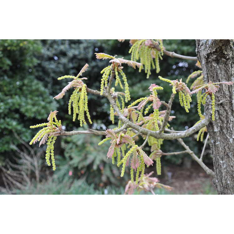 Quercus dentata 'Pinnatifida' - cutleaf Japanese emperor oak