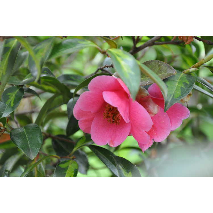 Camellia williamsii Golden Spangles