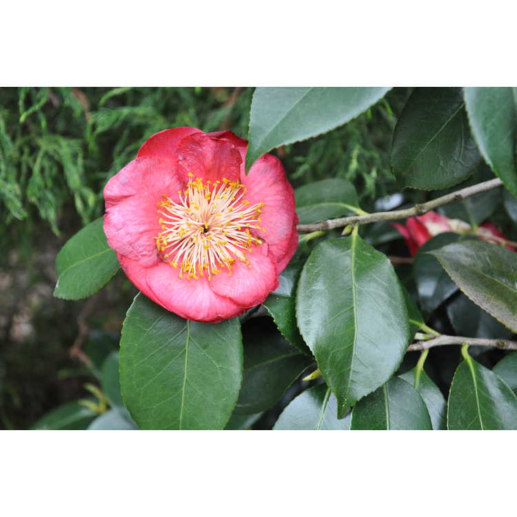 Camellia japonica Reg Ragland