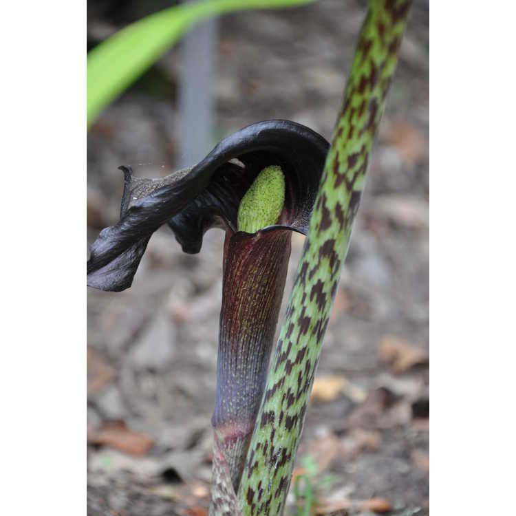 Arisaema taiwanense - Formosan cobra-lily