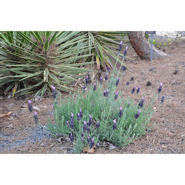 narrow leaf Spanish lavender