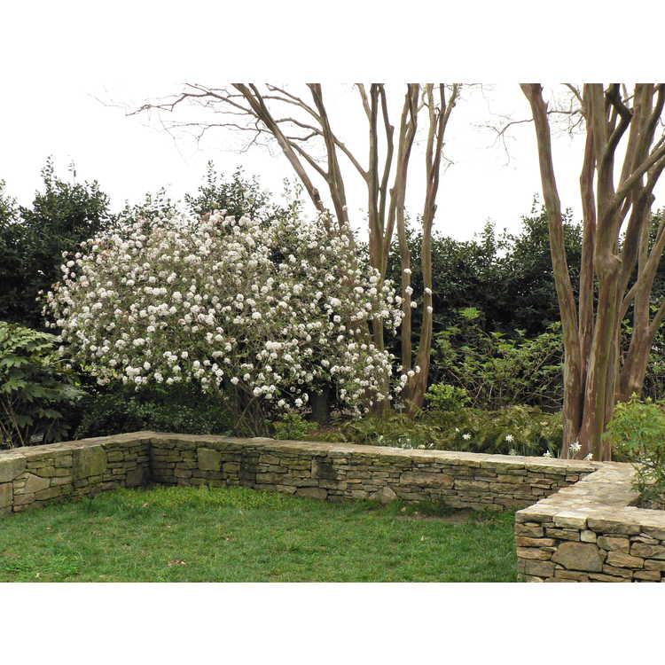 Klein-Pringle White Garden