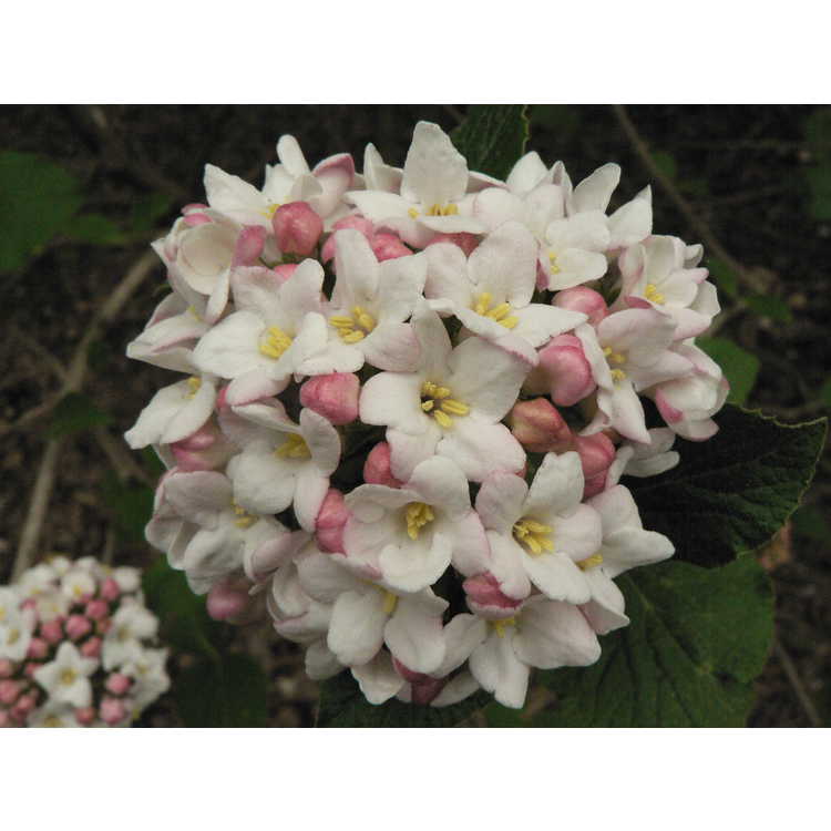 Viburnum ×carlcephalum 'Cayuga' - Egolf hybrid fragrant viburnum