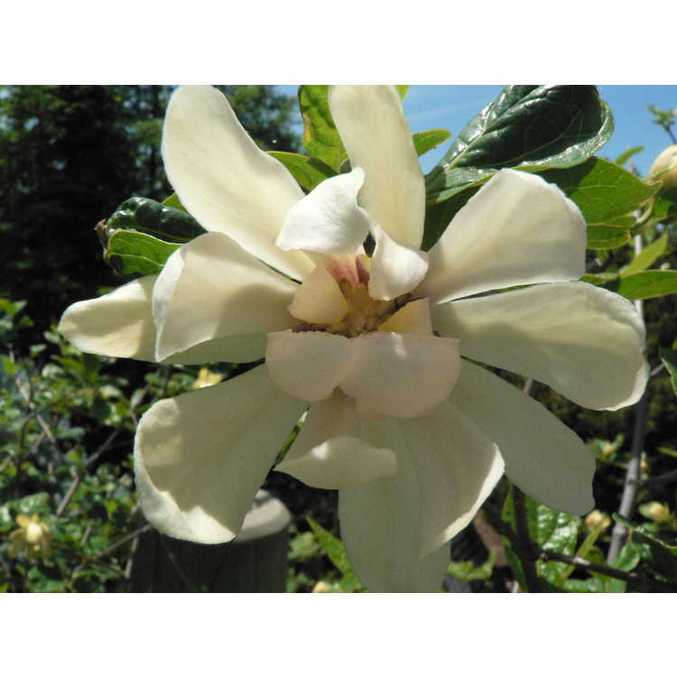 Calycanthus 'Venus' - hybrid sweetshrub
