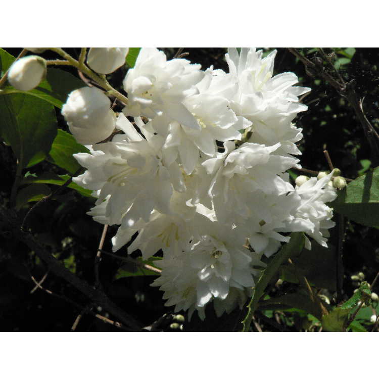 Deutzia rubens - white deutzia