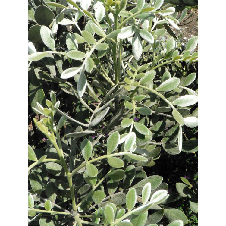 <em>Calia secundiflora</em> 'Silver Peso'