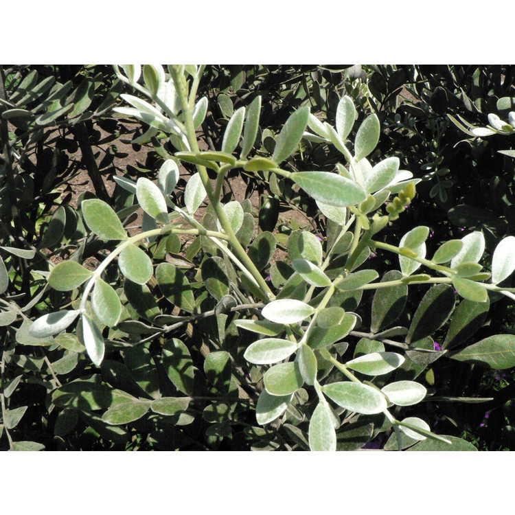 <em>Calia secundiflora</em> 'Silver Peso'