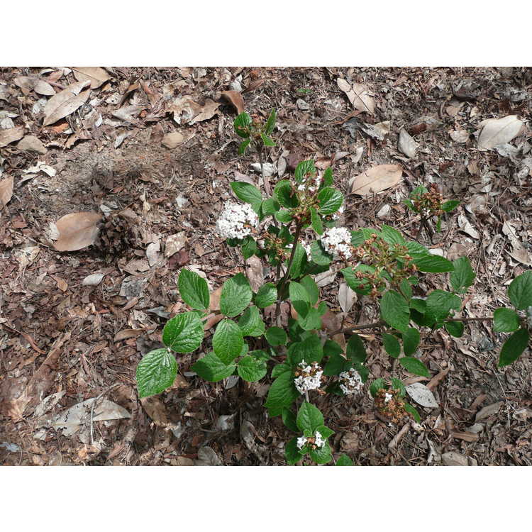 Viburnum burkwoodii Duvone American Spice