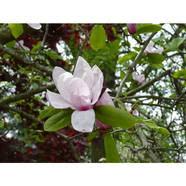 Magnolia 'Eskimo'