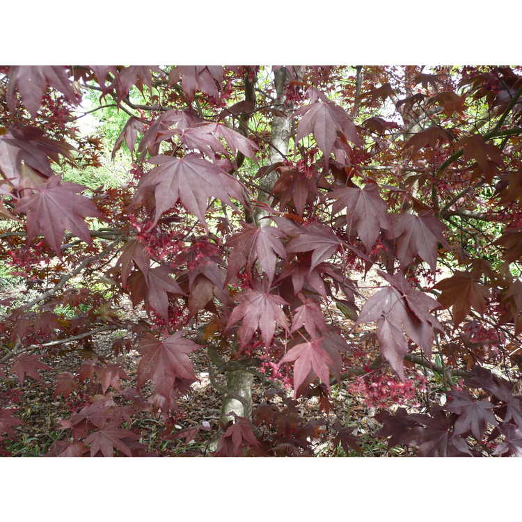 Acer palmatum 'Margaret Bee'