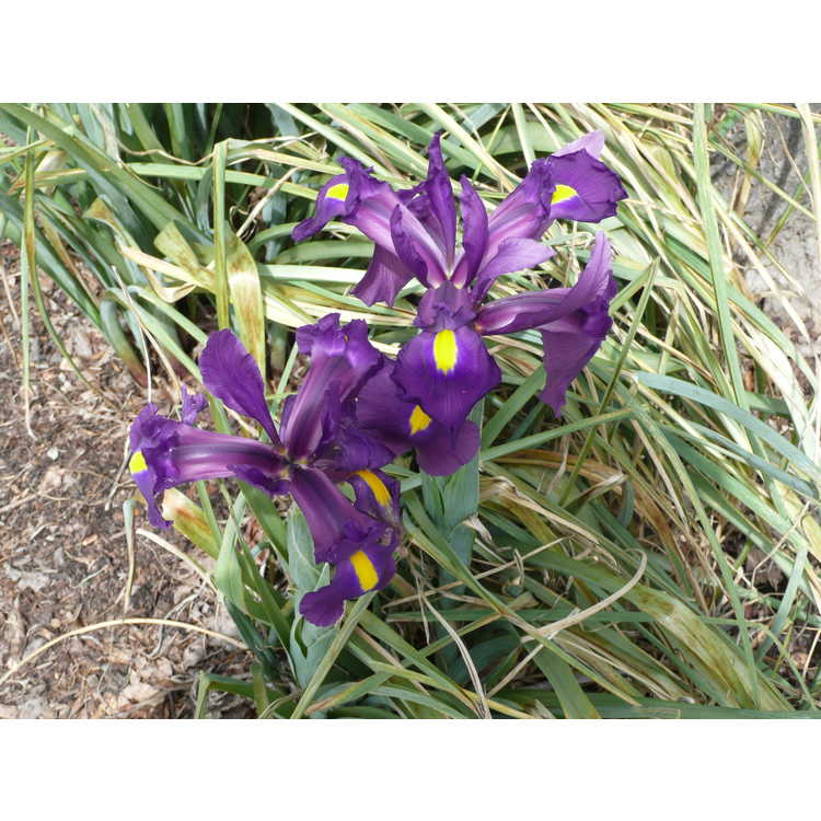 Iris 'Acapulco' - Dutch iris