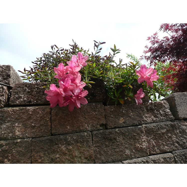 Rhododendron 'Gulf Shore'