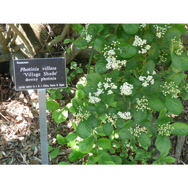 Photinia villosa 'Village Shade' - downy photinia