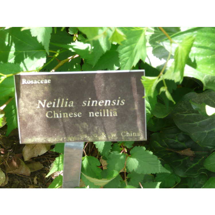 Neillia sinensis
