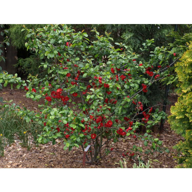 Chaenomeles 'Dragon's Blood' - Japanese flowering quince