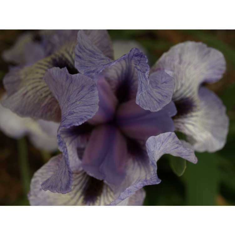 Iris 'Walker Ross' - arilbred iris
