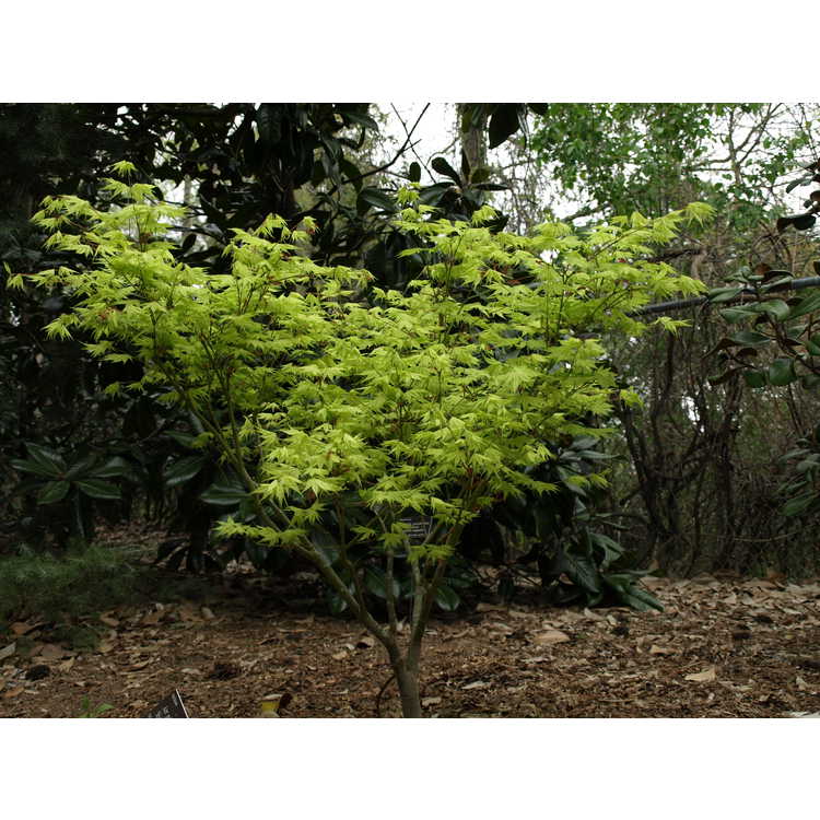 Acer palmatum 'Shigitatsu sawa' - variegated Japanese maple