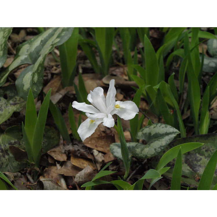 <em>Iris cristata</em> 'Alba'