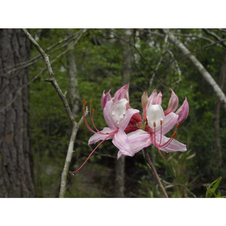 <em>Rhododendron periclymenoides</em>