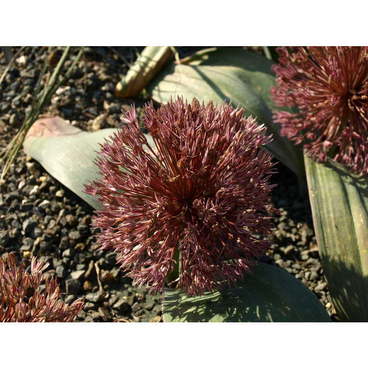 <em>Allium nevskianum</em>