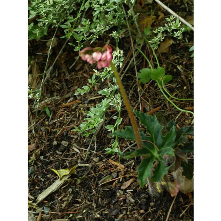 <em>Begonia heracleifolia</em> var.<em> nigricans</em>