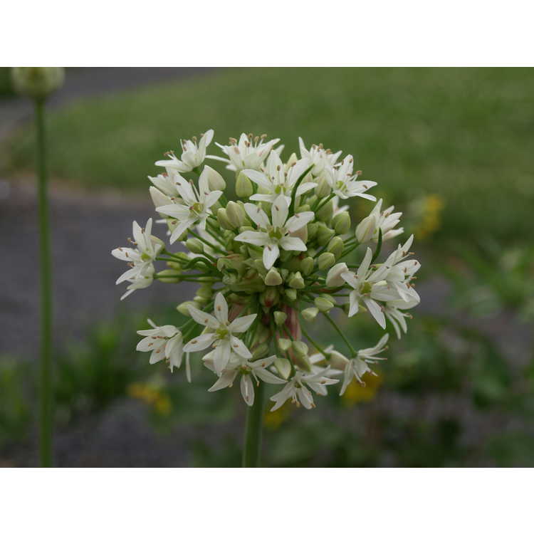 Allium canadense var. florosum 'White Flag'
