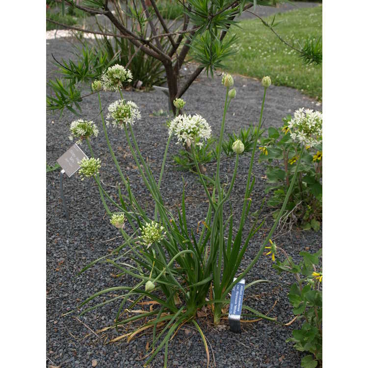 Allium canadense florosum White Flag