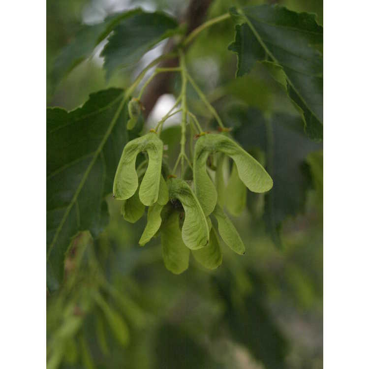 Acer tschonoskii - butterfly maple