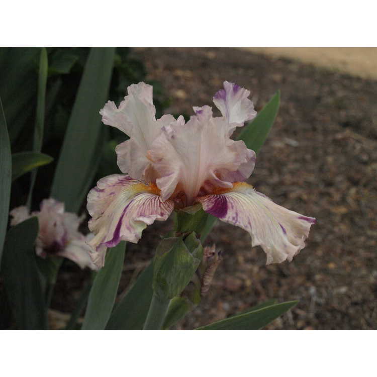 Iris 'Raspberry Silk' - border bearded iris