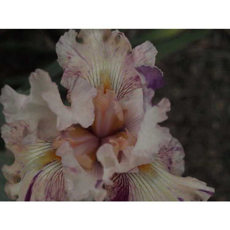 Iris 'Raspberry Silk' - border bearded iris